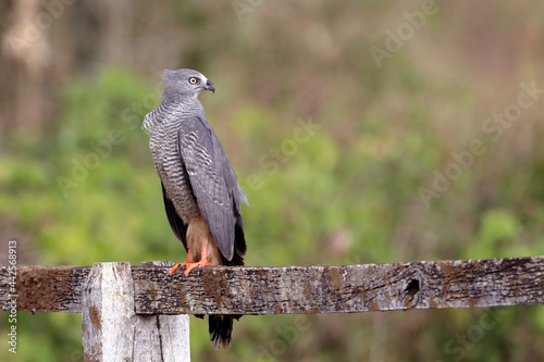 Crane Hawk (Geranospiza caerulescens) perched on a wooden fence in the Brazilian caatinga photo