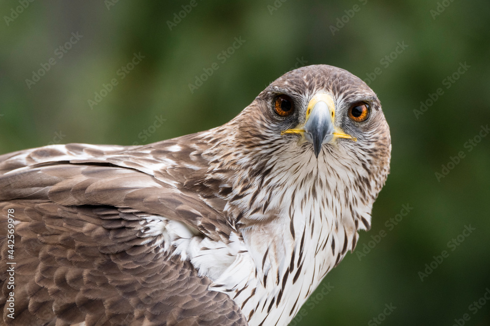 Fototapeta premium Steinadler