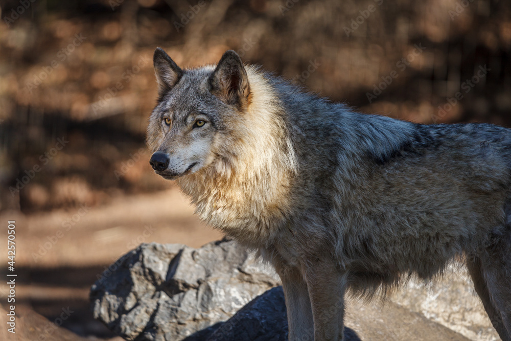 Wolf standing in shade with head highlighted by the sun near a rock
