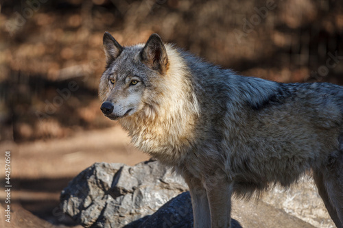 Wolf standing in shade with head highlighted by the sun near a rock