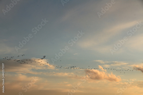 flamingos flying in V form  © FarazHabiballahian