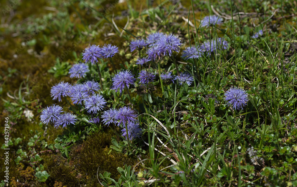 Obraz premium Blühendes ausdauerndes Sandglöckchen.