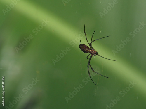 Closeup of Golden Orb spider (Nephila) hanging in air, Ecuador.