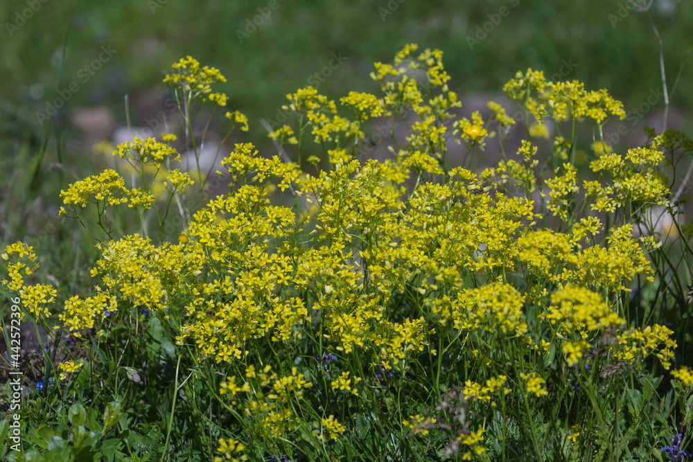 Fototapeta premium Busch von Färerwaid gelb.