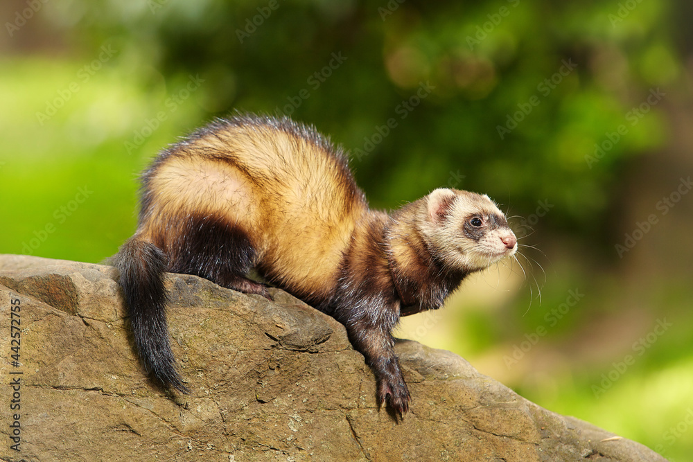 Ferret enjoying walking and game in sumer city park Ferret enjoying walking and game in sumer city park