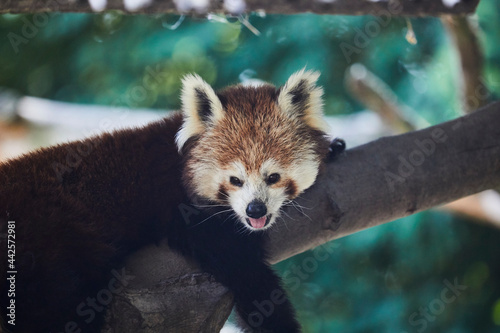 Beautiful red panda is dozing on a branch. photo