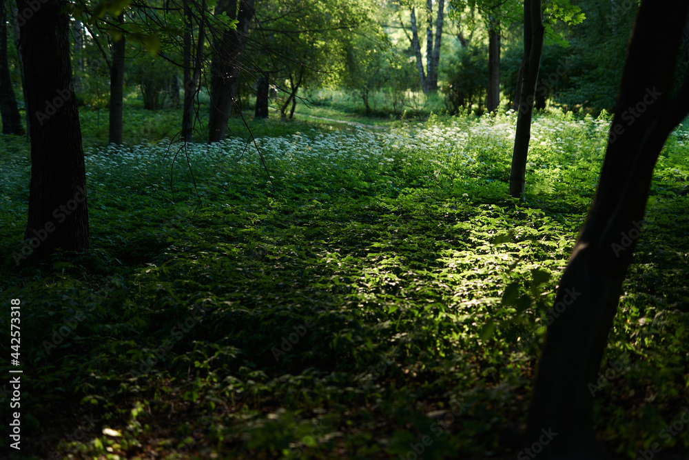 Obraz premium morning in the forest