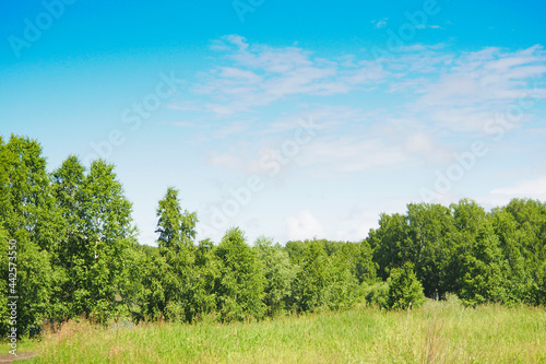 green birch forest and fluffy white clouds in the blue sky..