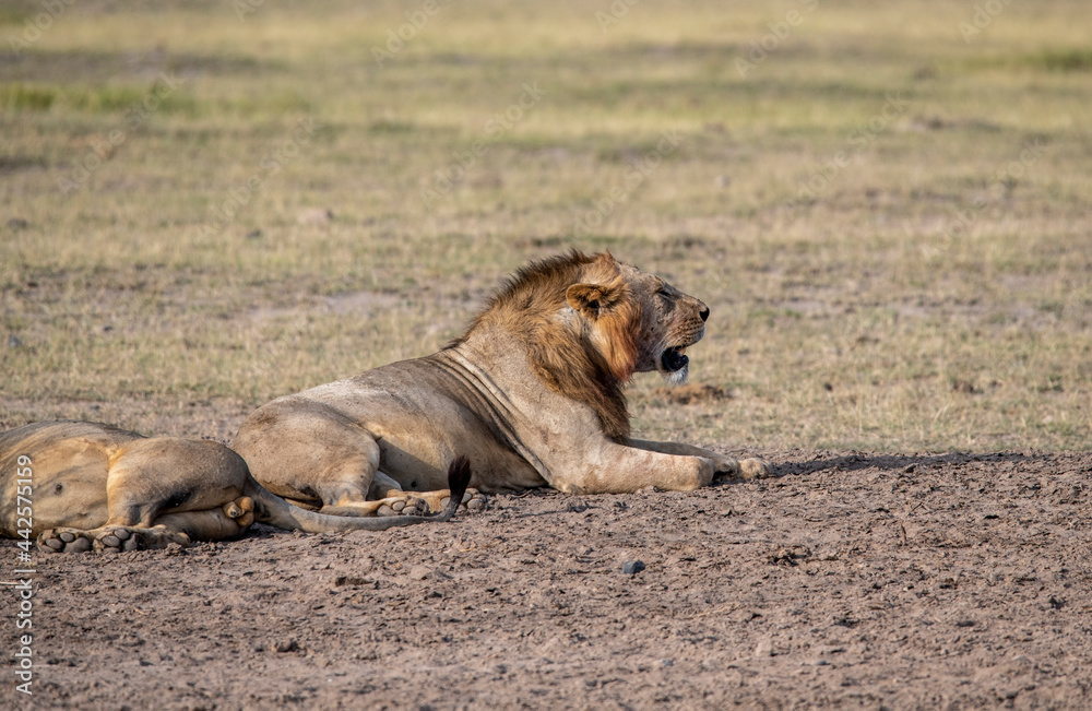 lions are lazily resting after a successful night hunt and waiting for the heat to subside lions are lazily resting after a successful night hunt and waiting for the heat to subside