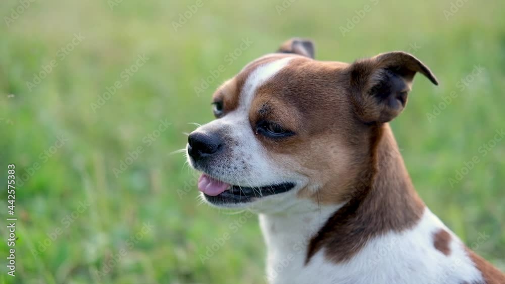 Small chihuahua dogs face at sunset summer day Small chihuahua dogs face at sunset summer day
