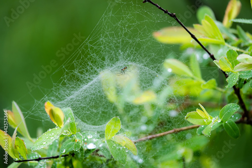 美しい蜘蛛の巣