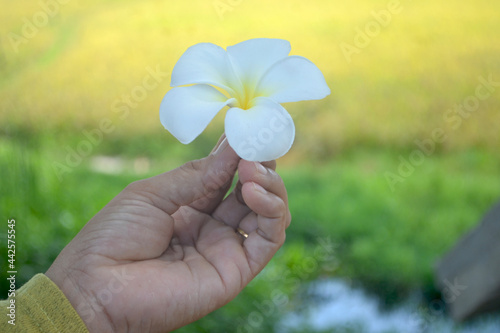 a close-up photo of white and yellow flower of Plumeria or Frangipani on hand with blurred out green and yellow nature background. White flower background