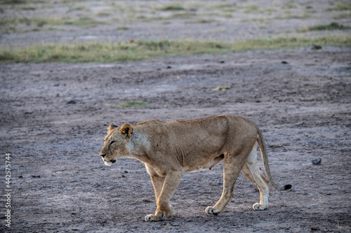 lions are lazily resting after a successful night hunt and waiting for the heat to subside 