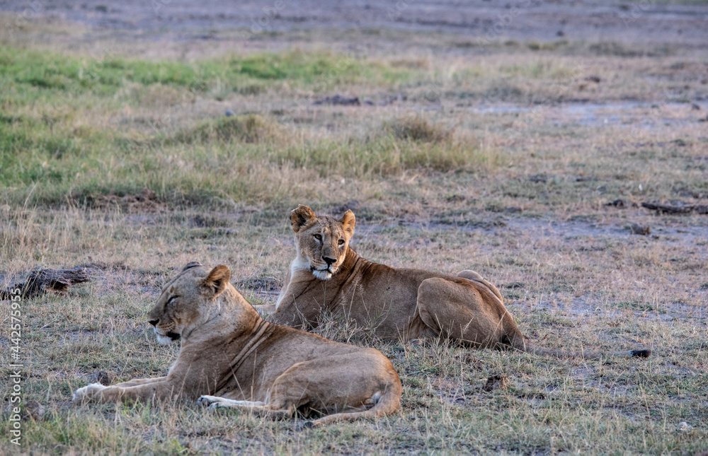 lions are lazily resting after a successful night hunt and waiting for the heat to subside lions are lazily resting after a successful night hunt and waiting for the heat to subside