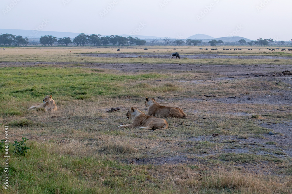 lions are lazily resting after a successful night hunt and waiting for the heat to subside 