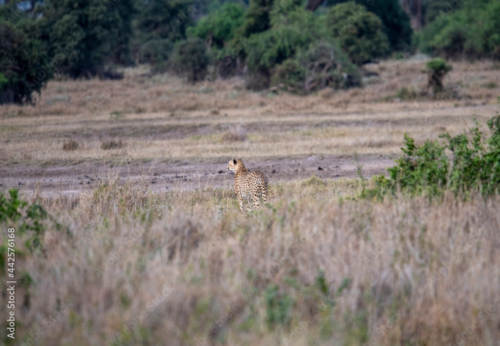 cheetahs in yellow tall grass against a background of green trees look out for prey cheetahs in yellow tall grass against a background of green trees look out for prey