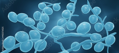 Quadro su tela Candida yeasts are often pathogenic and drug resistant