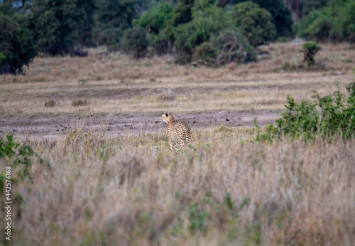 cheetahs in yellow tall grass against a background of green trees look out for prey 