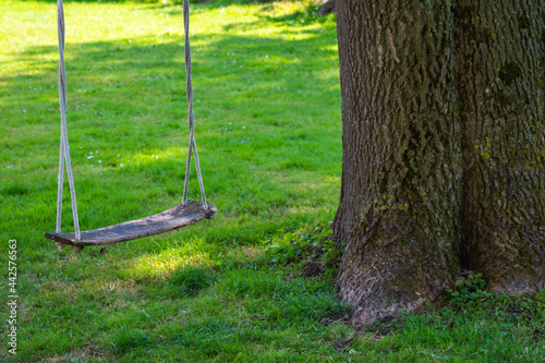 Old empty wooden swing hanging from a large tree