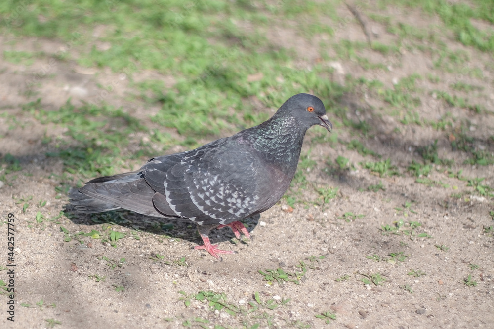 Urban ordinary pigeon walks on the sandy ground in search of food. Close-up. Blurred background. Urban ordinary pigeon walks on the sandy ground in search of food. Close-up. Blurred background.