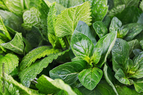 Background spicy herb oregano and peppermint. Fresh greenery fragrant spice.