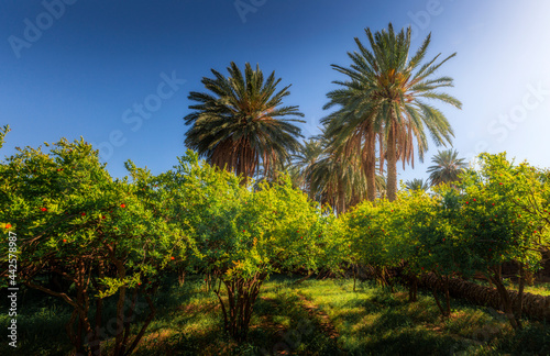 Fototapeta Naklejka Na Ścianę i Meble -  landscape photo for a beautiful nature in m'sila algeria with nice trees and palms
