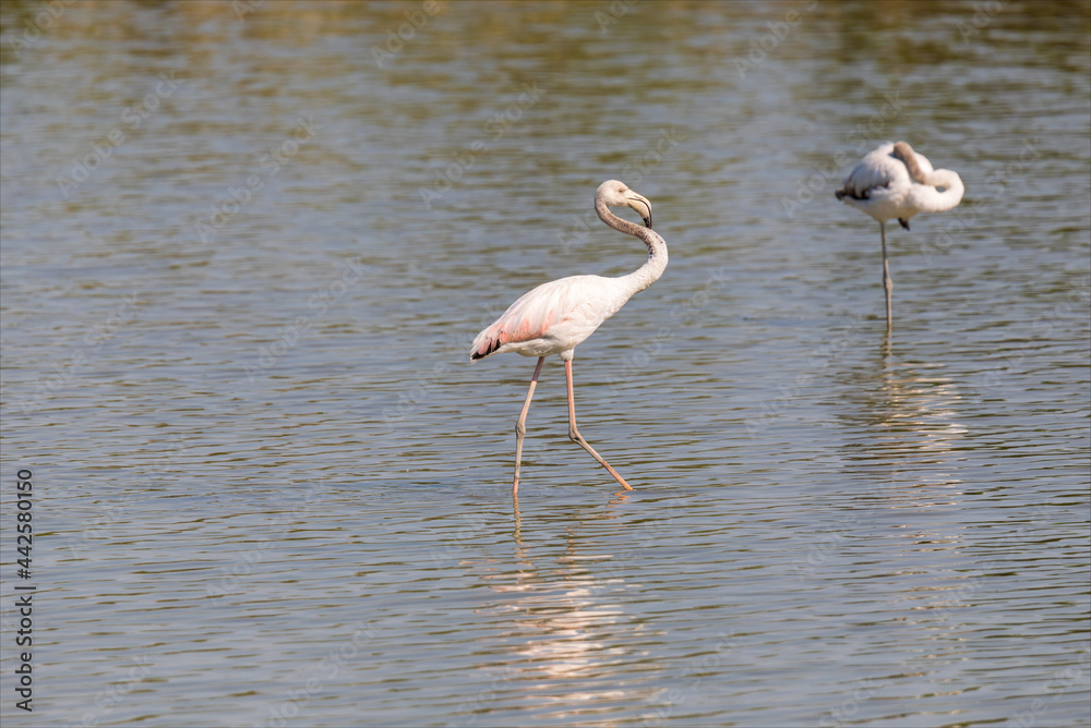 Uccello acquatico, fenicottero, allo stato naturale nella laguna del mare di Marano lagunare.
