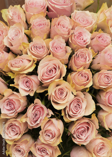 Beautiful texture of pink roses  bouquet 