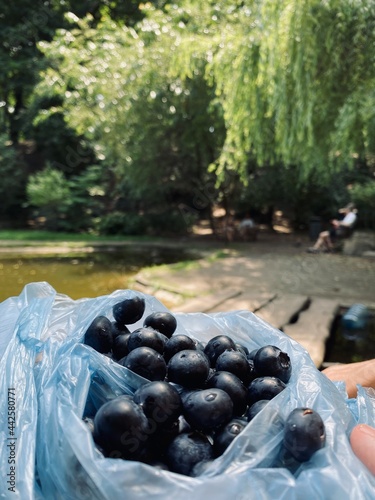 the blueberries in the garden