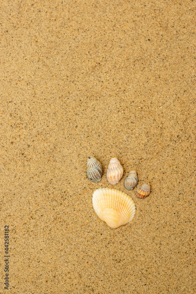 Footprint from seashells on sandy beach at resort, vertical background Footprint from seashells on sandy beach at resort, vertical background