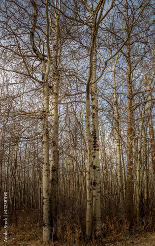Birch Trees reach to the sky. Jarvis Bay PRA, Red Deer County, Alberta, Canada