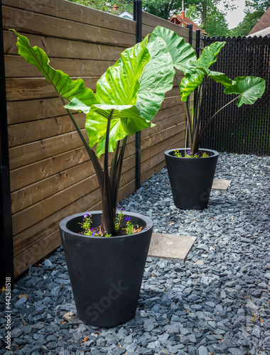 alocasia macrorrhiza black stem elephant ear photo