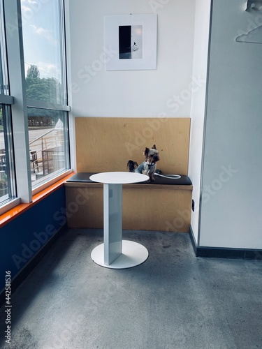 modern room with furniture and the dog