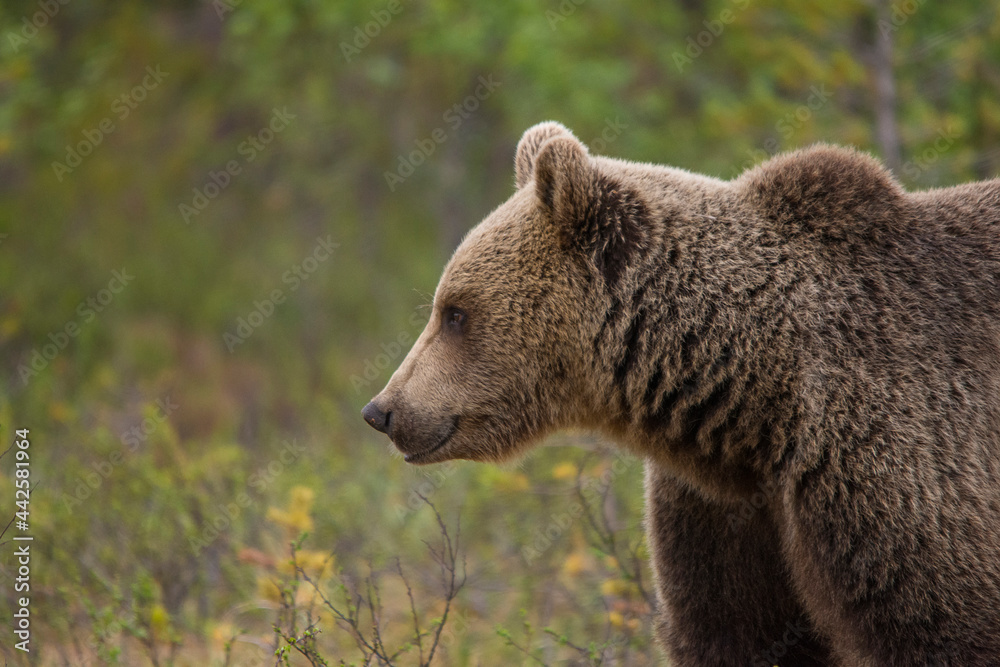 Wild brown bear walking in natural habitat Wild brown bear walking in natural habitat