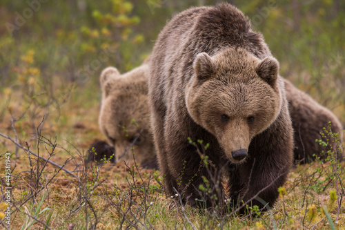 Wallpaper Mural Wild brown bears walking in natural habitat Torontodigital.ca