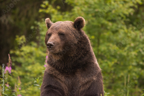 Wild brown bear walking in natural habitat
