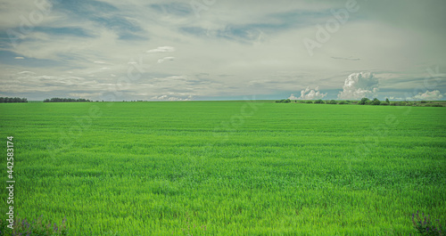endless fields of green grass in Russia