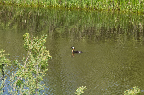 A Red-Necked Grebe in Water