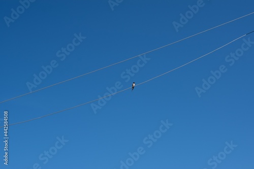 One small swallow is sitting on an electric wire against the background of the blue sky. Summer landscape. Bird watching.