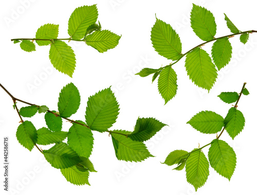 set of elm branches with leaves. young spring branch with green leaf isolated on white background. Nature, greenery. photo