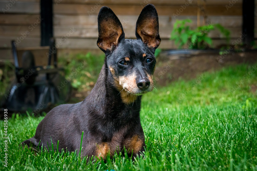 old black male miniature pinscher king old black male miniature pinscher king