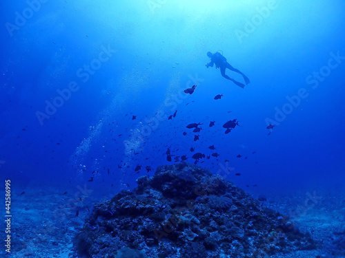 Wallpaper Mural 神秘的な夜の海底／沖縄・慶良間諸島 Torontodigital.ca