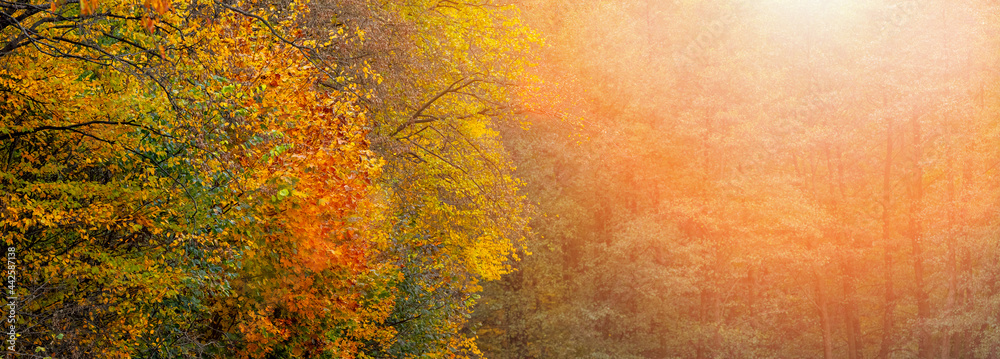 Autumn background with colorful trees at sunset, copy space