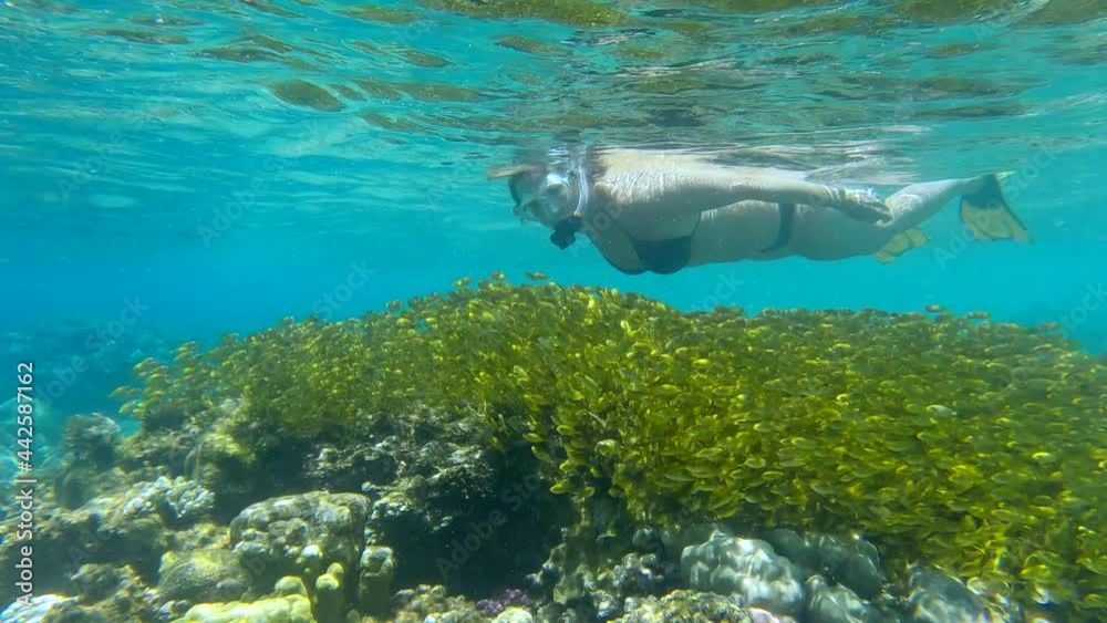 Woman in mask and fins swim over coral ref and looks at on large school of juvenile Rabbitfish in shallow water swims over coral reef in sunrays. Rabbitfishes (Siganidae) Woman in mask and fins swim over coral ref and looks at on large school of juvenile Rabbitfish in shallow water swims over coral reef in sunrays. Rabbitfishes (Siganidae)