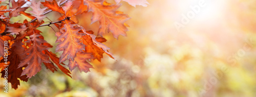 Autumn background with dry oak leaves in the forest on a blurred background, copy space