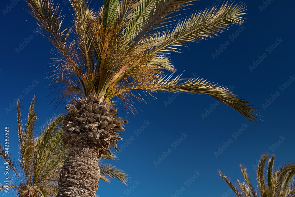 View of date palms on the beach on the Mediterranean coast. Rest at the sea. Djerba Island, Tunisia View of date palms on the beach on the Mediterranean coast. Rest at the sea. Djerba Island, Tunisia