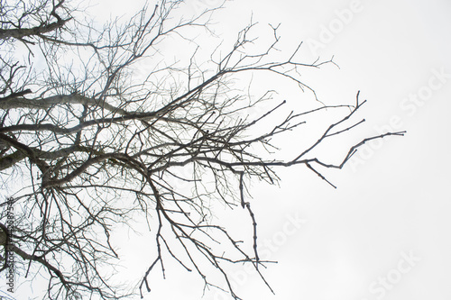 Tree branches and tree branches on a white background