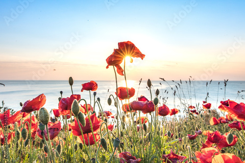mohn am meer