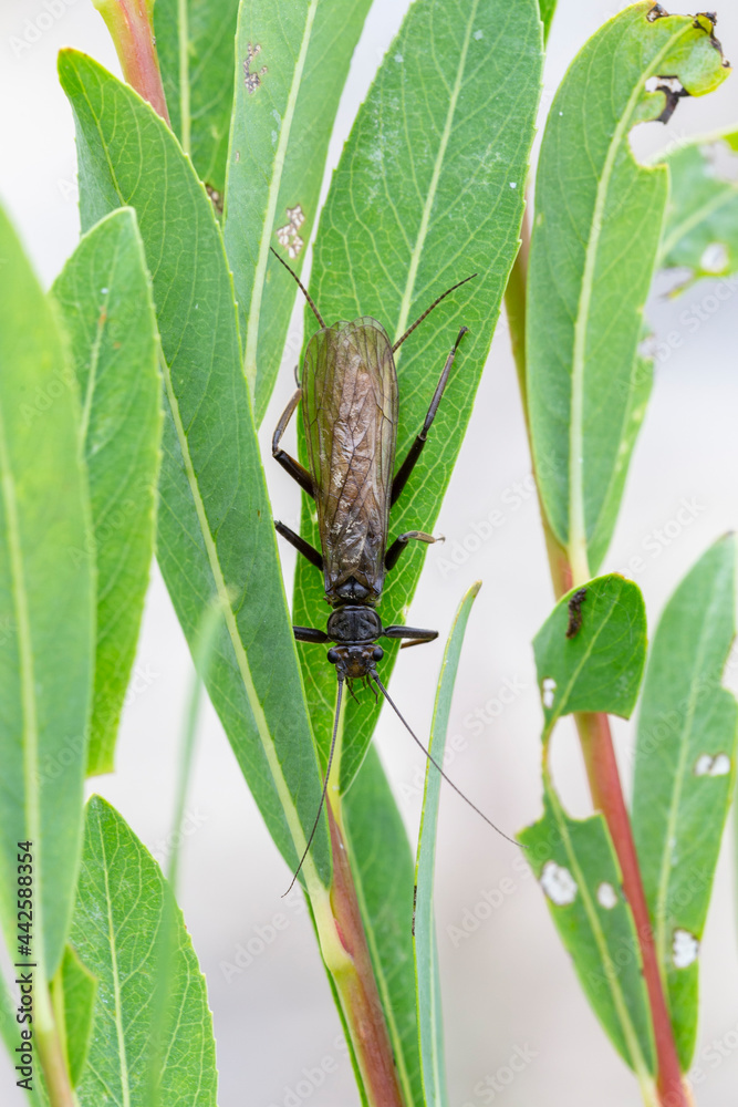 Stonefly, Plecoptera, Insecta. Winged insect of order plecoptera ...