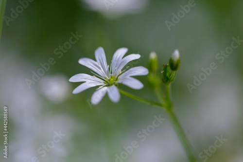 Stellaria graminea L. White wood flowers. Stellaria graminea is a species of flowering plant in the family Caryophyllaceae.